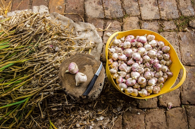 Voor het gemak oogsten, drogen en verwerken van knoflook op de boerderij met een mes en een houten