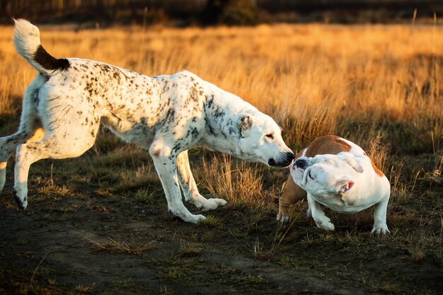 Vooraanzicht bij twee charismatische gelukkige honden die bij de herfstgebied lopen in de schemering