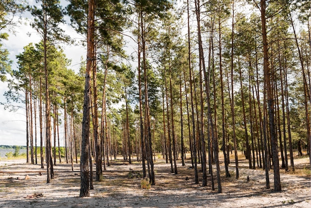 Vooraanzicht bomen bij daglicht