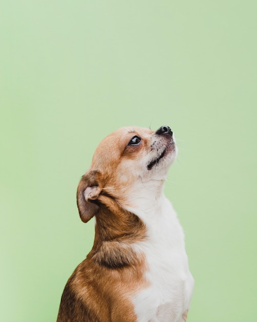 Foto vooraanzicht emotionele hond opzoeken