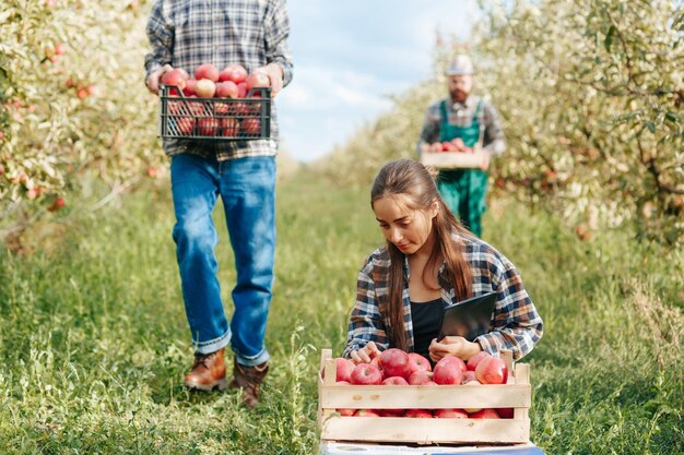 Foto vooraanzicht jonge boer familie appelboomgaard zorgvuldig plukken rijke oogst door datumtablet in te voeren de mannen plukken het fruit van de bomen en stoppen het in de dozen vrouw controleert elke appel op kwaliteit