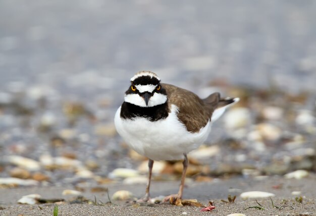 Vooraanzicht portret van rode plevier in fokkleed. Vogel staat op de grond