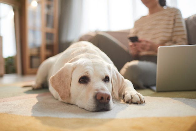 Vooraanzicht portret van witte Labrador hond liggend op de vloer in een gezellig interieur verlicht door zonlicht met vrouwelijke eigenaar op de achtergrond, kopieer ruimte