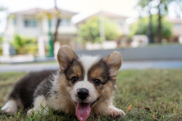 Vooraanzicht Tri color Welsh Corgi Pembroke puppy zittend in het park