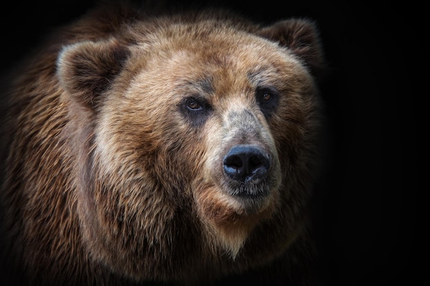 Vooraanzicht van bruine beer geïsoleerd op zwarte achtergrond Portret van Kamchatka bear