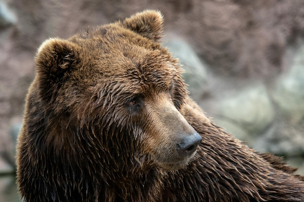 Vooraanzicht van bruine beer Portret van Kamchatka beer Ursus arctos beringianus