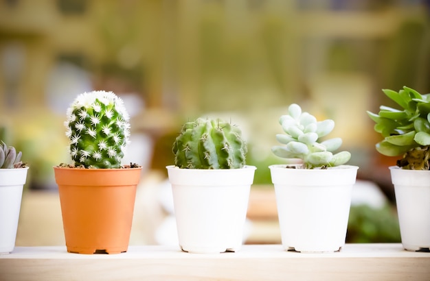 Vooraanzicht van diverse kleine cactus in plastic potten