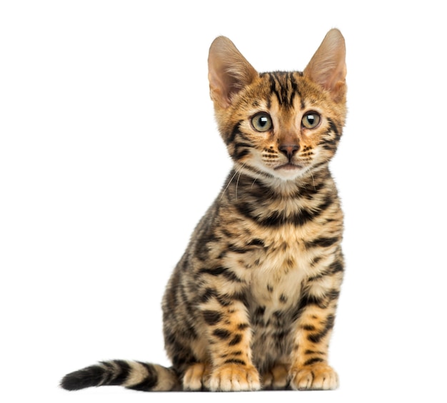 Vooraanzicht van een Bengalen kitten vergadering geïsoleerd op wit