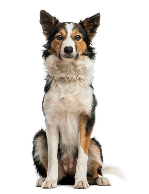 Vooraanzicht van een Border collie-zitting die de camera bekijkt die op wit wordt geïsoleerd