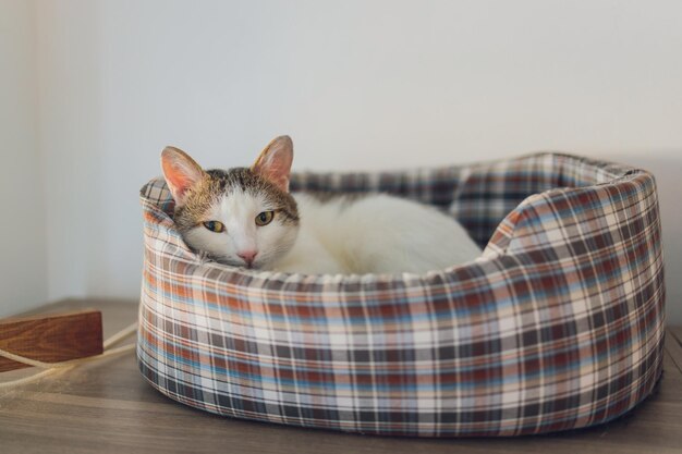 Vooraanzicht van een schattige, mooie kat die in haar dromen slaapt op een klassieke quilt met Brits patroon