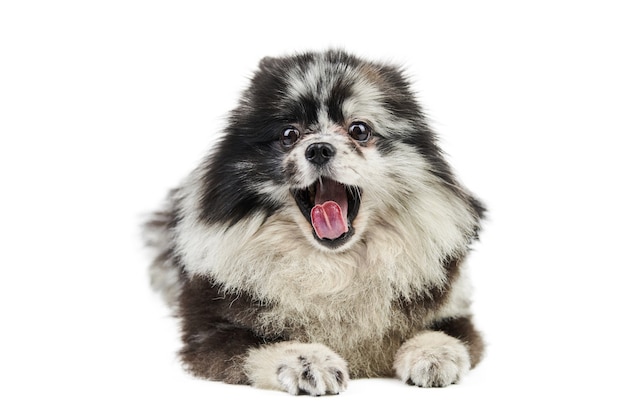 Vooraanzicht van het puppy van merle pomeranian