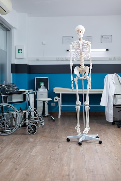 Vooraanzicht van het skelet van het menselijk lichaam dat in een lege dokterspraktijk staat en wordt gebruikt als medisch instrument tijdens osteopathieconsultatie. Ziekenhuiskamer uitgerust met professionele hulpmiddelen. Medicijnondersteuning