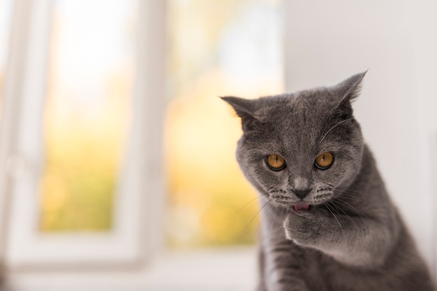 Foto vooraanzicht van het staren van grijze britse shorthairkat