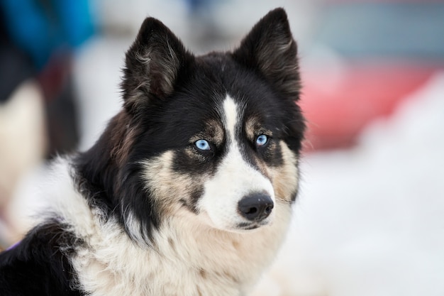 Foto vooraanzicht van husky sledehond