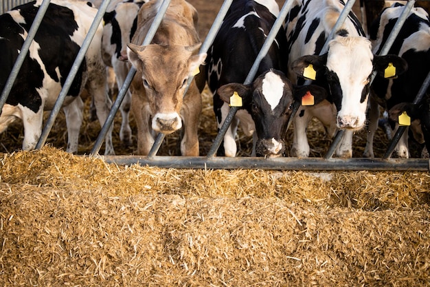 Vooraanzicht van kalveren die voedsel eten bij rundveehouderij