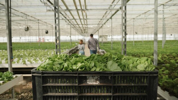 Foto vooraanzicht van mand met biologische verse salade klaar voor levering van groenten aan klant tijdens agronomieproductie. boeren werken in hydrocultuur kas plantage. agrarisch concept