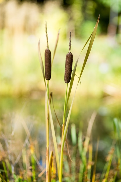 Vooraanzicht van plant in de natuur