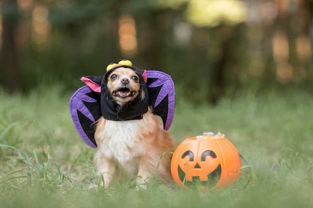 Vooraanzicht van schattige hond in vleermuiskostuum