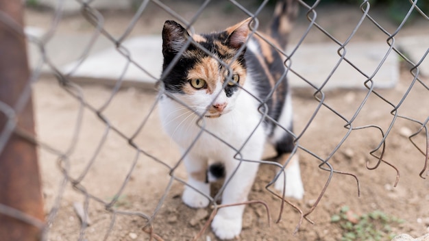 Vooraanzicht van schattige kat buiten achter hek