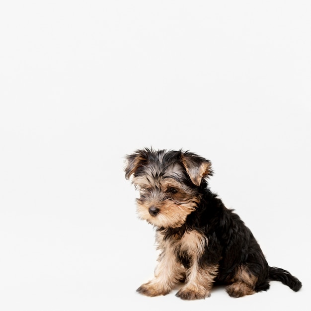 Foto vooraanzicht van schattige yorkshire terrier puppy met kopie ruimte