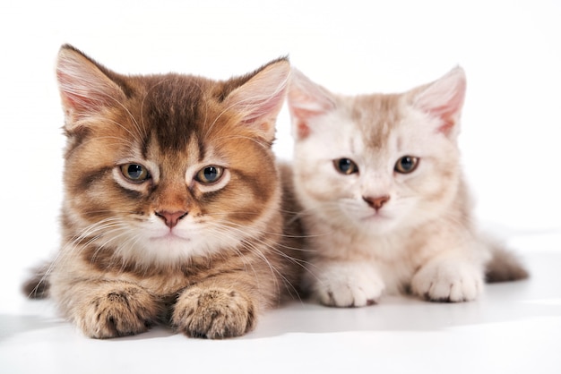 Vooraanzicht van twee slaperige kittens.