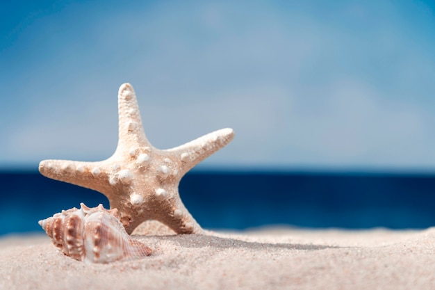 Vooraanzicht van zeester en zee schelp op strand