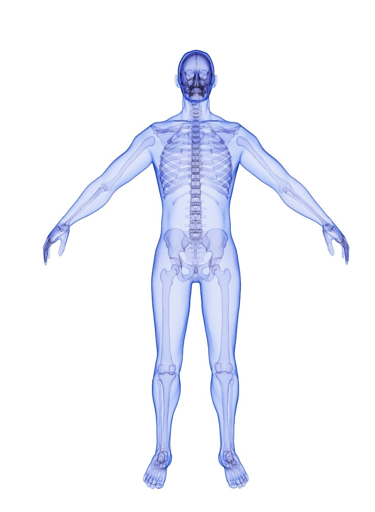 Foto voorbeeld van de anatomie van het lichaam
