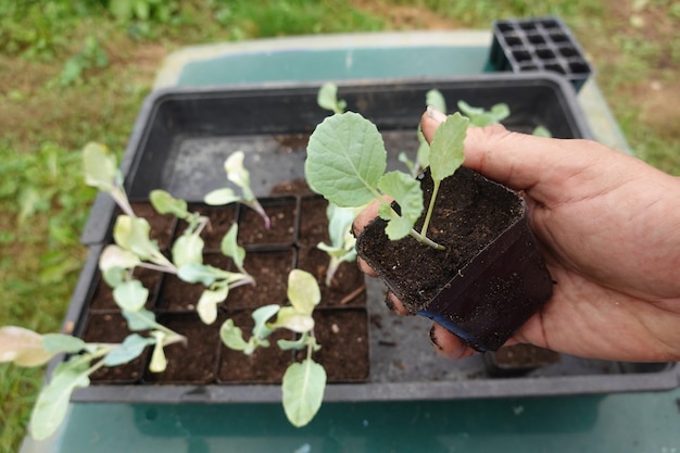 voorbereiding van curcubitaceae zaailingen kool planten in potten om te groeien in de achtertuin kleine koolzaailing thuis