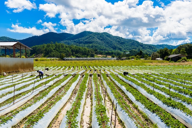 Voorbereiding van grond voor Aardbeienteelt, Aardbeigebied gedeeltelijk in Chiang Mai, Thailand.