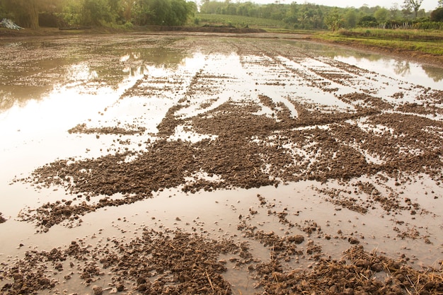 Voorbereiding veld voor rijst plantage