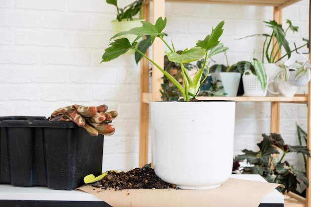 Voorbereiding voor de landing en het verplanten van een huisplant Philodendron in een nieuwe pot Verzorging en reproductie voor een potplant aarde handschoenen scoop