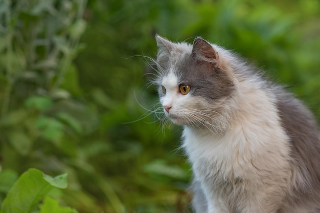 Voordelen en nadelen van het buitenlaten van huiskatten in de tuin Vrij wandelen van katten in de tuin