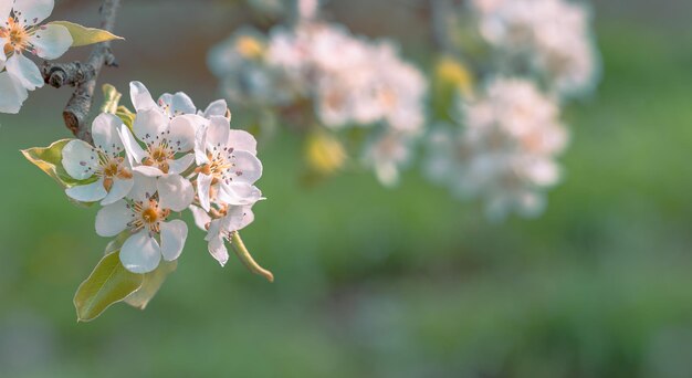 Voorgrond met het boeket van perenbloemen in volle bloei en de achtergrond onscherp