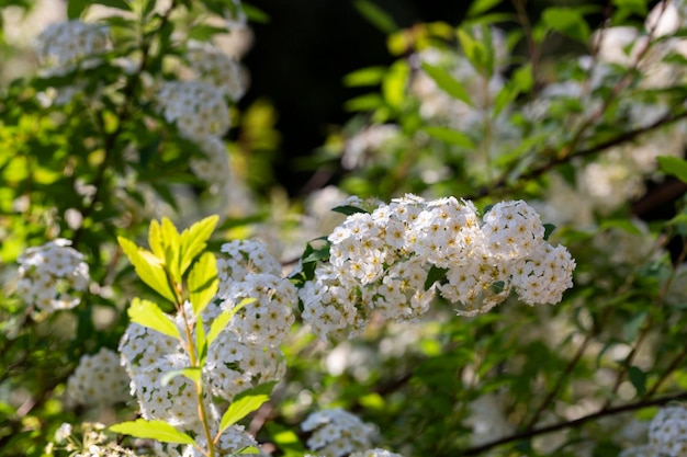 Voorjaar bloeiende struik met veel witte bloemen spirea spiraea cantoniensis