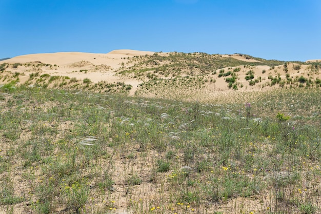 Voorjaar droge steppe met bloeiend pluimgras in de buurt van de zandduin Sarykum Dagestan