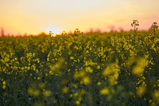 Voorjaar koolzaadveld bij zonsondergang Bio Plant Bokeh op voorgrond Voornamelijk gekweekt voor zijn olierijke zaden
