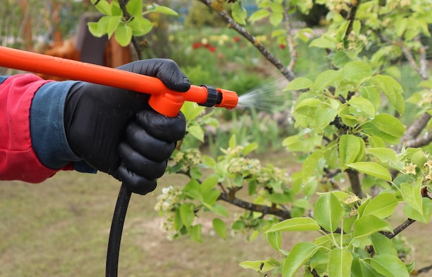 Voorjaarsbehandeling van de tuin met pesticiden van ongedierte handen in zwarte handschoenen houden een oranjekleurige sproeier vast