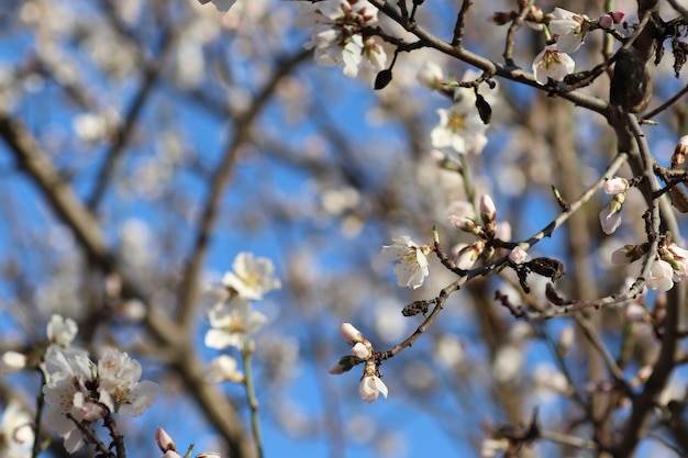 voorjaarsbloei van bloemen aan een boom witte bloemen