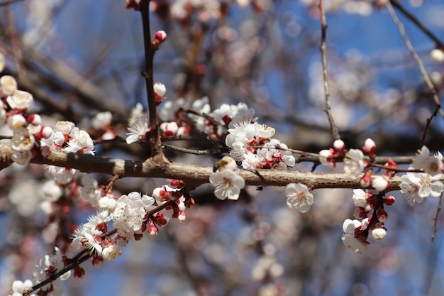 voorjaarsbloei van bloemen aan een boom witte bloemen