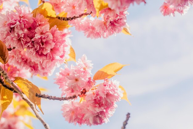 Voorjaarsbloei van sakurabomen
