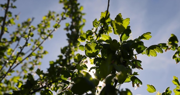 Foto voorjaarsbloeiende bessen bij zonnig weer