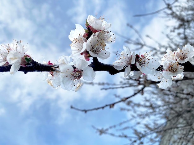 Voorjaarsbloeiende tak van abrikozen en appelbomen