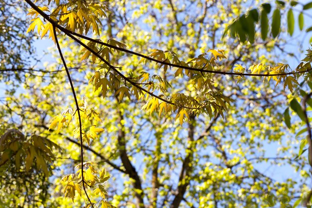 Voorjaarsbomen met nieuw uitlopend blad, eiken takken met mooie gele bladeren en bloemen