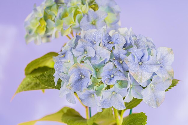 Foto voorjaarsnatuur achtergrond met bloeiende hortensia bloemen