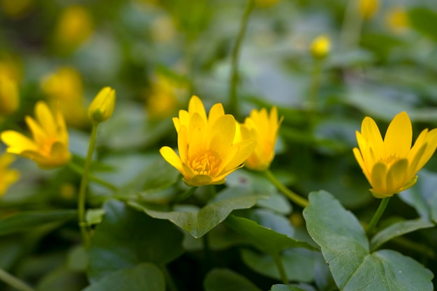 Voorjaarsreiniger Gele bloemen Lentebloemen tuin bloemen