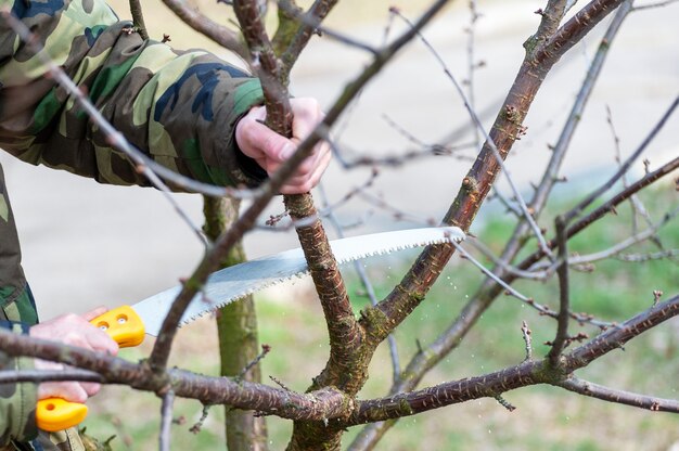 Voorjaarssnoei van bomen. de boer zorgt voor de boomgaard