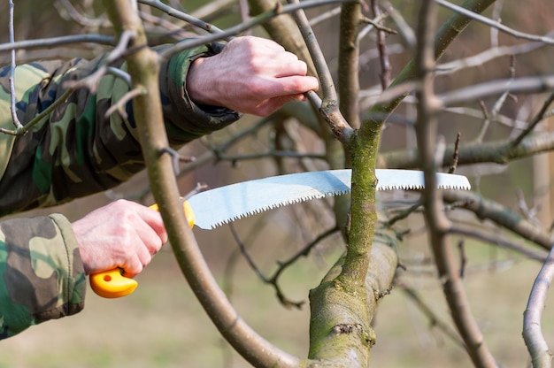 Voorjaarssnoei van bomen. De boer zorgt voor de boomgaard