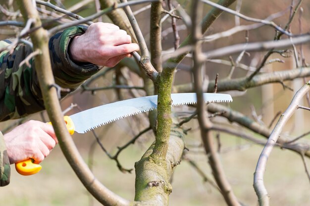 Voorjaarssnoei van bomen. De boer zorgt voor de boomgaard