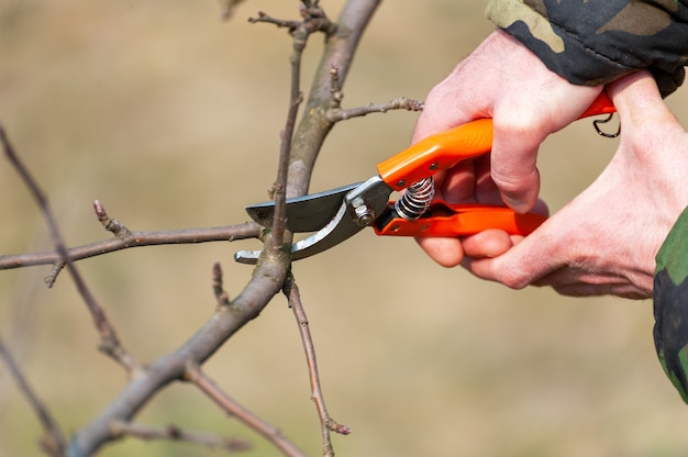 Voorjaarssnoei van bomen. De boer zorgt voor de boomgaard