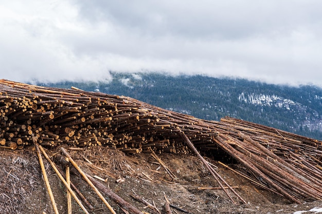 Voorraden voor houtproductie worden in de open lucht op de grond gestapeld Rivelstock Canada